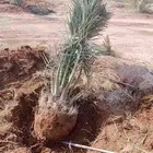 يوجد الدنيا جميع انواع النخيل العربي