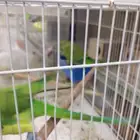 جوز دره هندي