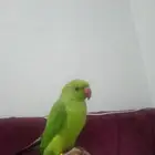 يلا اخوان صلي على محمد وال محمد يا اخوان الذره هنديه نهايه ا