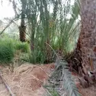 نقوم بتوريد وقلاع الفصائل وزراعتها