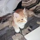 قطوه اليفه لطيفه نظيفه منزليه