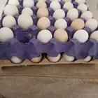 يوجد بيع بيض بلدي