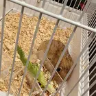 هامستر. تم التبني يقفل الإعلان