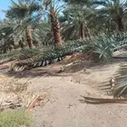 يوجدنخل مكتومي وخلاص وبرحي كبارللبيع