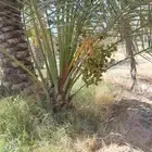 جثايث وفسايل ونقايل