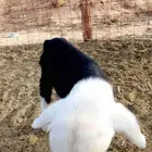 For sale sheep 15 days old healthy guaranteed location AlMulaida