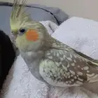 أنثى كروان أليف ما يعض مونتج 2