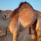 قعود بلدي كفو فل شحم للبيع