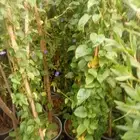 تنسيق حدائق