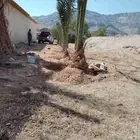 نخل غروشيشي وخلاص وبرحي للبيع