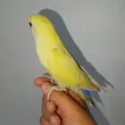 فروخ روز للبيع