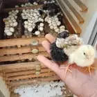 صوص للبيع اللون مختلفه