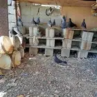 تسعه جواز حمام زاجل للبيع للتواصل