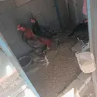 Pakistan sindhi Murg