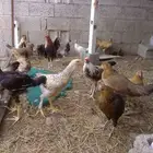 دجاج بلدي العدد18ثلاثه ديكه و15دجاجه