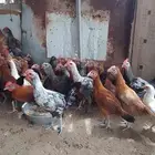 دجاج بلدي للبيع المجاردة