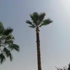 كل ما يلزم شغل نخيل واشنطن وعربي صيانه عامه