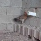 دجاجه بلدي شوكيه