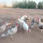 للبيع ديكه ودجاج رومي