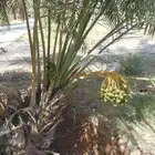 فسايل وجثايث ونقايل سليمات والحمد لله