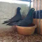 حمام باكستاني رام بوري اسود