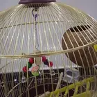 قفص ببغاء انيق ومرتب