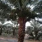 مطلوب مزرعة نخل للاجار او بالنسبة في مناطق الرياض او الدمام