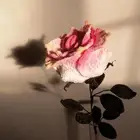 وردة جوري كبيرة وباقات ورد وهدايا متنوعة مصنوعة بخيوط الصوف