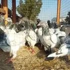 حمام باكستاني