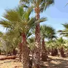نخيل واشنطني زينه