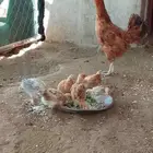 دجاجه بلدي للبيع