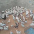 للبيع دجاج فيومي المنيوم بياض
