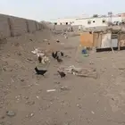 دجاج بلدي 5 دججات و ديك