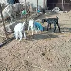 دواغير للبيع