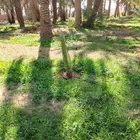 جميع انواع النخل