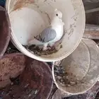 حمام حب رمان 3 اجواز