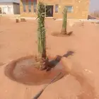 توريد نخيل وتركيب شبوك