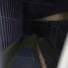 متوفر هامستر مع القفص و عصفور معا القفص للبيع