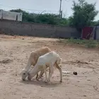 السلام عليكم ورحمه الله وبركاته للبيع رخيل