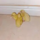 السلام عليكم ورحمه الله وبركاته صيصان بط بكيني