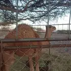 قعود على البرسيم وشعير وحليب شرط نضيفه