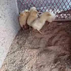 مراح كامل للبيع