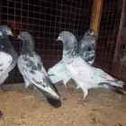 حمام باكستاني