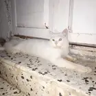 قط للبيع ذكر ابيض عنده عين زرقه والثانيه خضراء للبيع 150 ريا