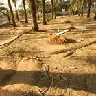للبيع تمر اعلاف للغنم يوجد سعف