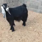 للبيع عنز عارضيه