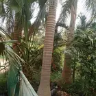 يوجد لدينا نخل للبيع عربي واشنطني وملوكي جميع المقاسات متوفر