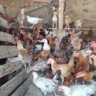 دجاج بلدي للبيع