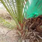 فسايل نخل سكري خلاص صقعي مجدول