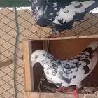 قطايف زوجين منتجه كل زوج معه فرخ